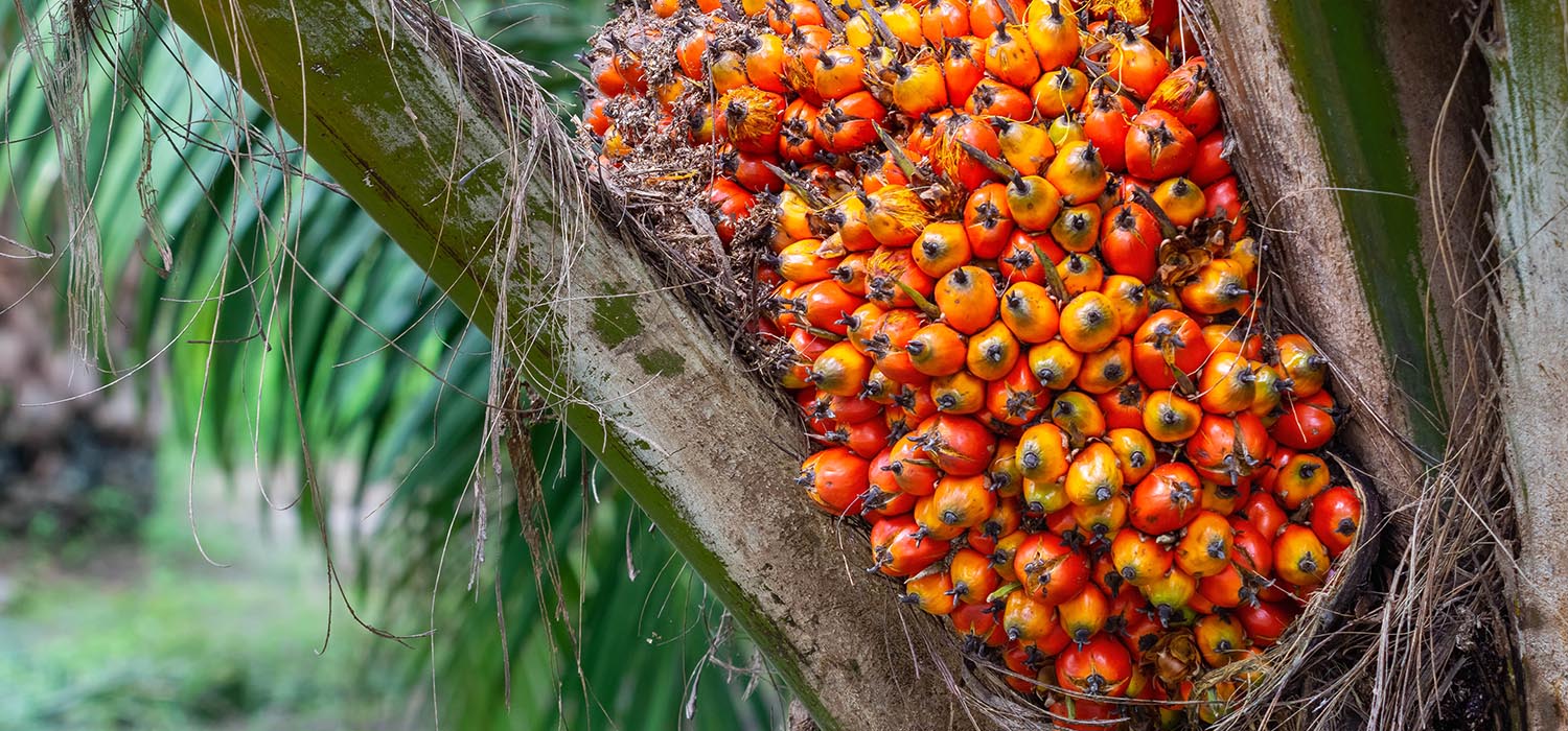 Durian-banner-1_0000_palm-fruit-tree-tropical-plant-bio-diesel-production-min