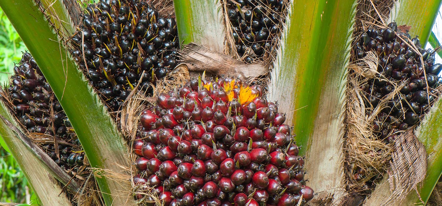 Durian-banner-1_0002_closeup-palm-fruit-tree-min