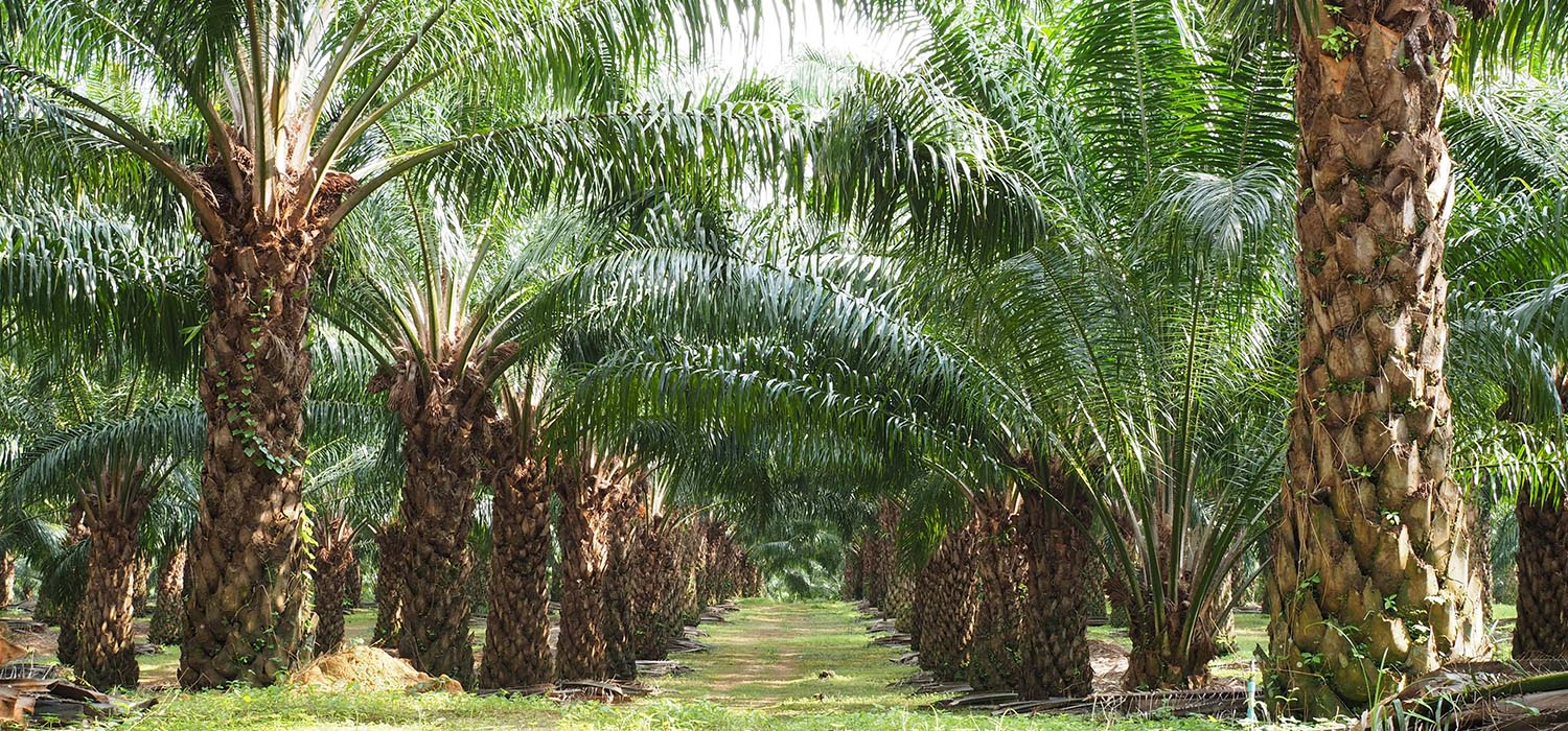 Durian-banner-1_0003_plantation-palm-oil-tree-farm-min