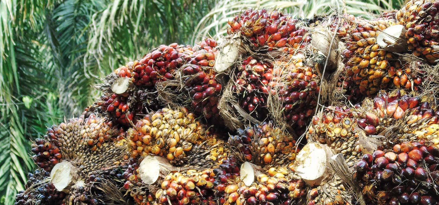 Durian-banner-1_0004_close-up-fruits-palm-oil-min