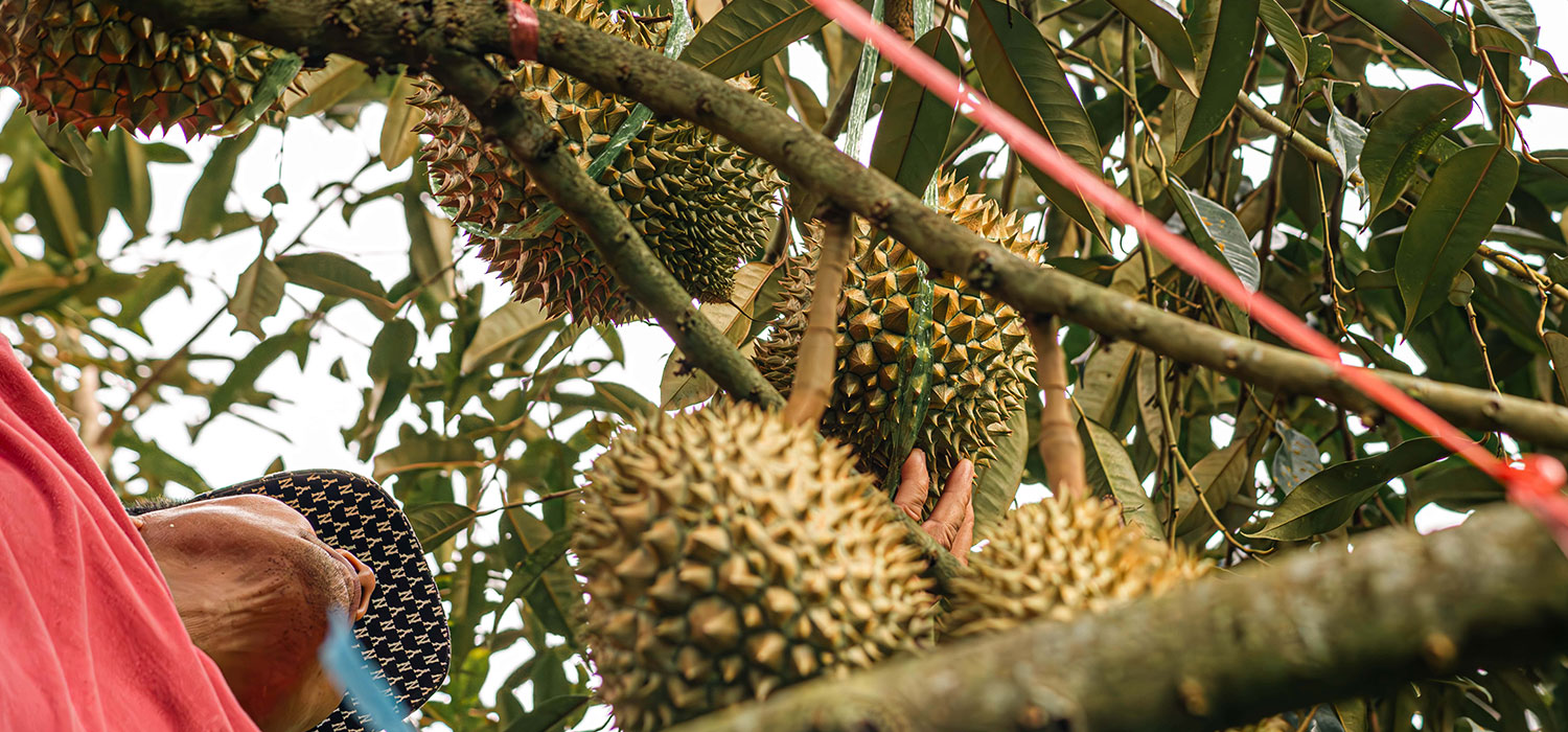 Durian-banner-2