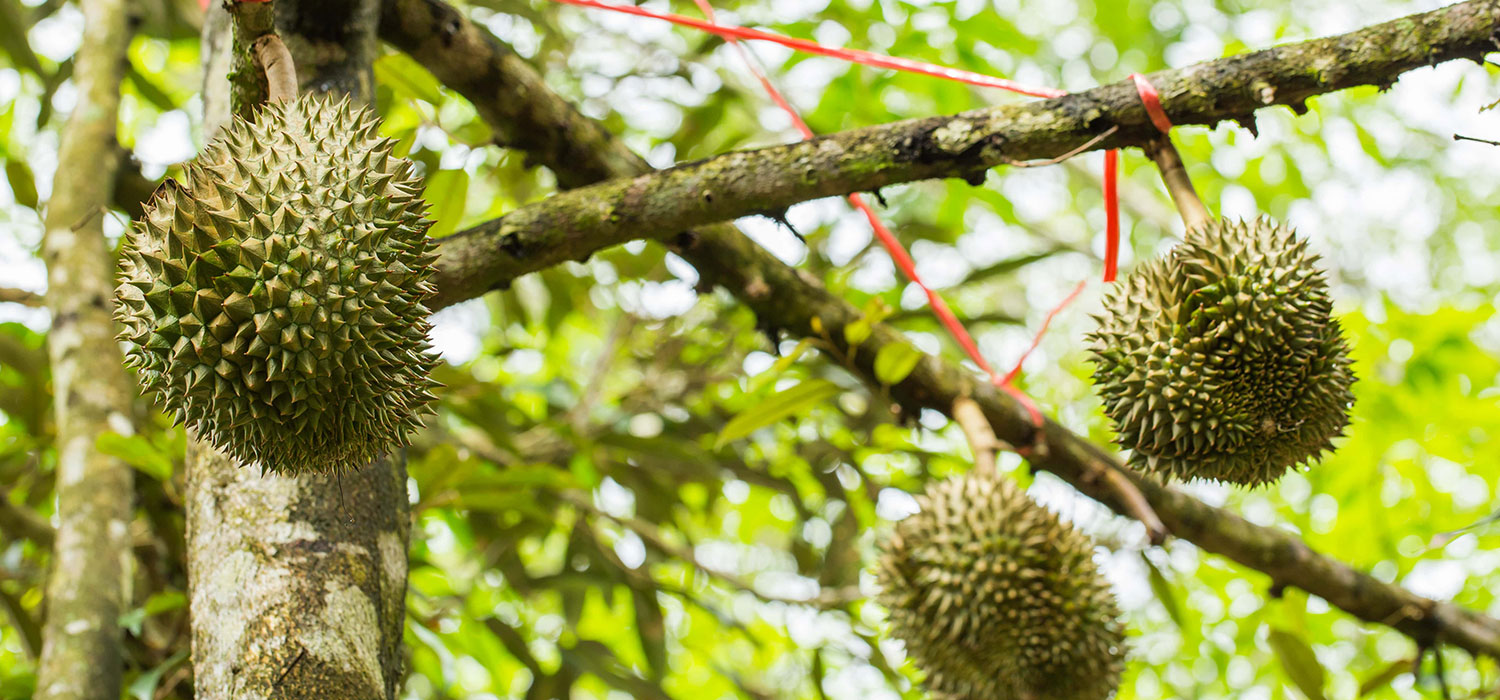 Durian-banner-3