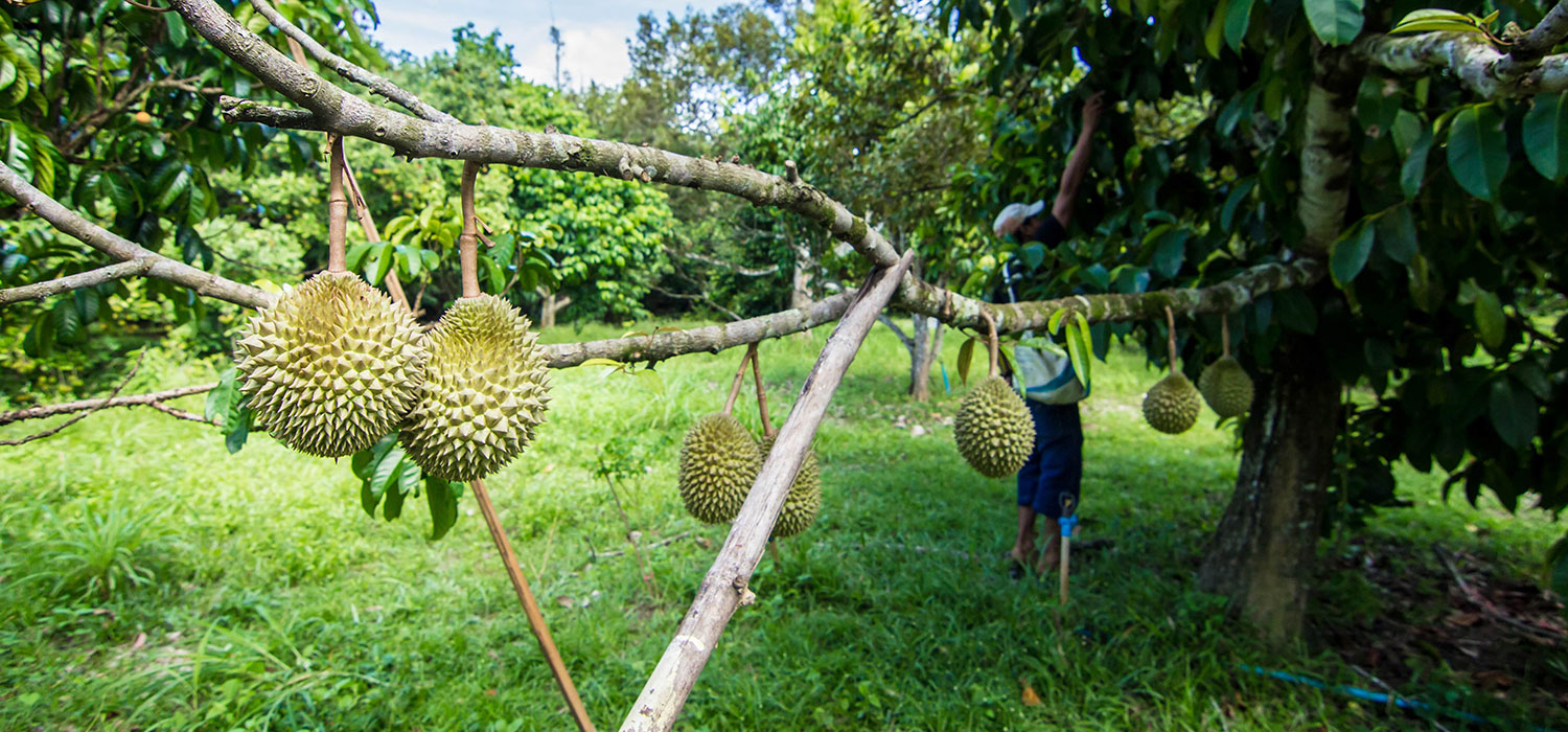 Durian-banner-4