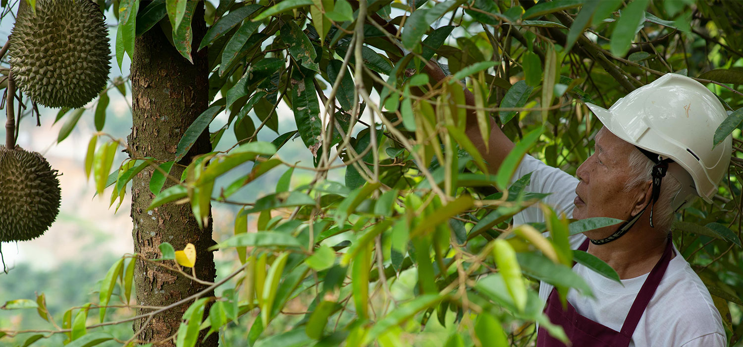 Durian-banner-5