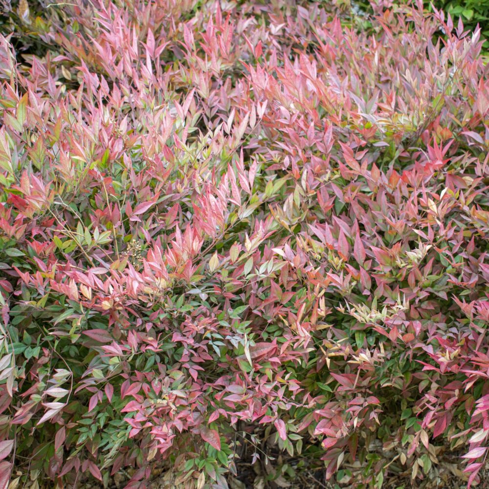 A background of beautiful pink plants - great for a natural wallpaper