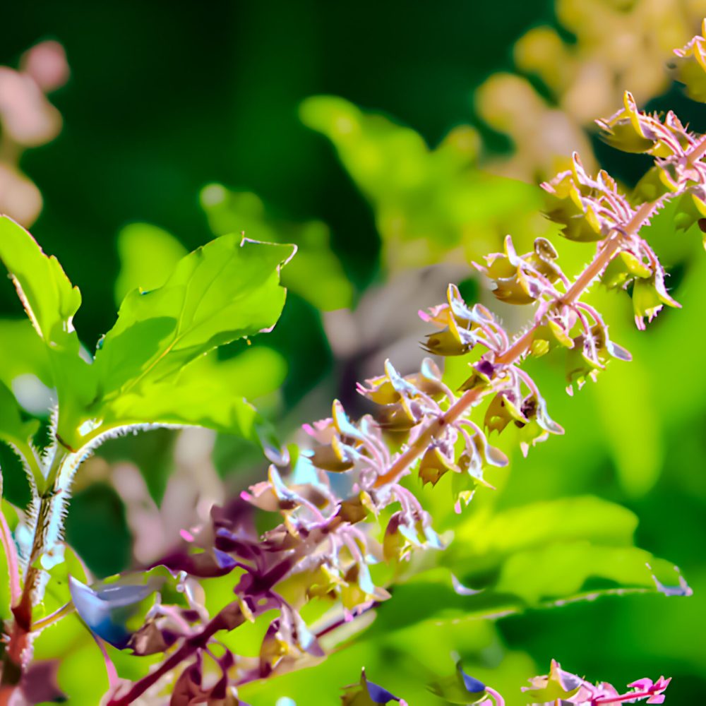close-up-plant-with-purple-flowers-green-leaves