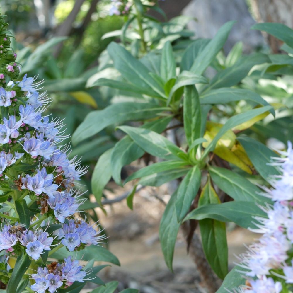 Pride of madeira lilac flowers, California USA. Echium candicans purple violet mauve bloom. Home gardening, american decorative ornamental houseplant, natural botanical atmosphere. Conical blossom.